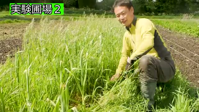 植え付けから1年2ヶ月が経過したニンニクの生命力