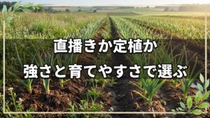 ニンニクの直播きと定植の比較実験