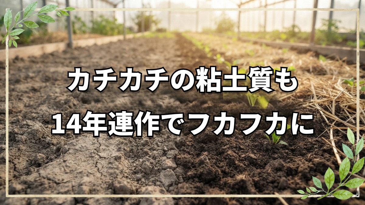 14年連作で粘土質がフカフカの土に