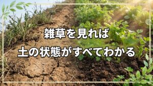 雑草の変化でわかる土のステージと肥毒