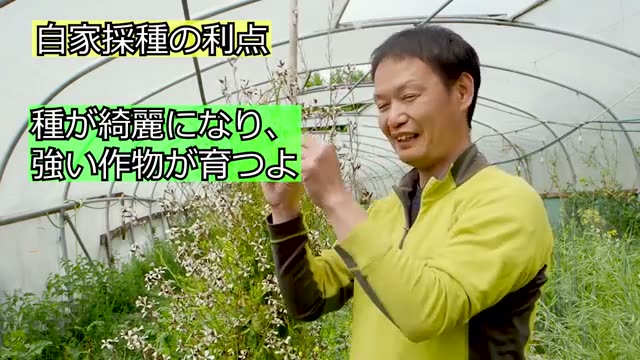 自家採種が野菜を強くする理由