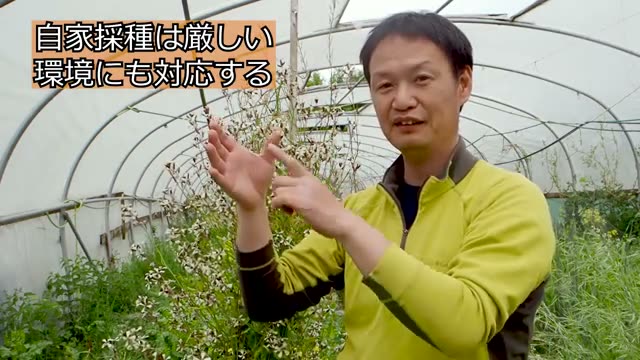 アフリカの干魃に耐えた自家採種のトウモロコシ