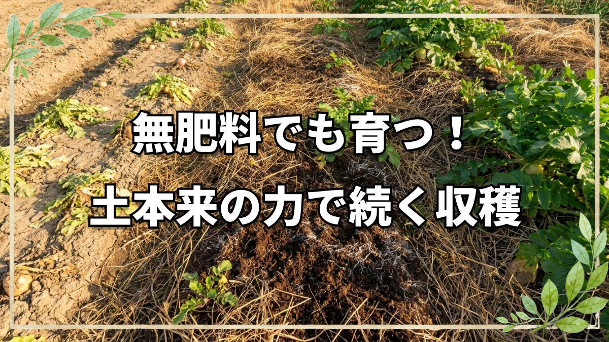 島の自然農園とまんがら農園に学ぶ、無肥料栽培の土作りと連続収穫の知恵