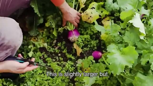 1. 土や野菜にも「感情」がある?
