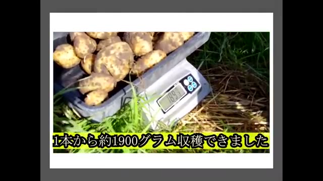 自家採種が育む作物の適応性