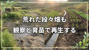 荒れた段々畑を再生する観察と育苗の知恵