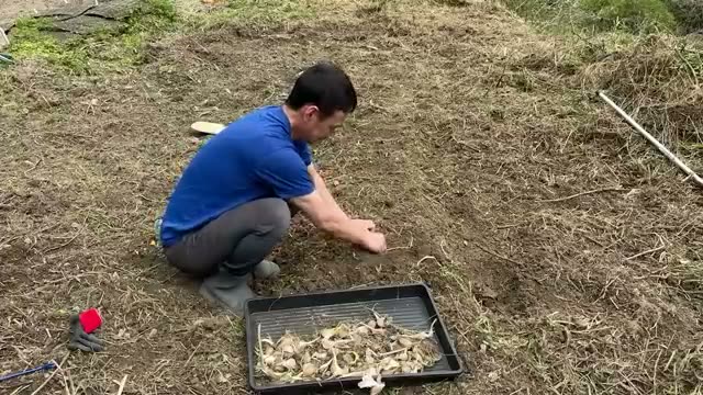 4. 命の力を信じる：時期外れの種植え