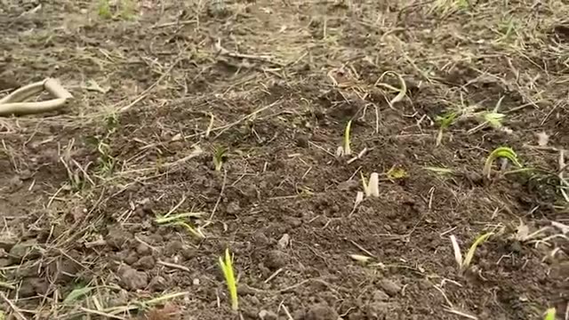 5. 仕上げ：「草マルチ」で土を守る