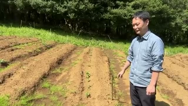 良い兆候を示す雑草の観察と適地適作