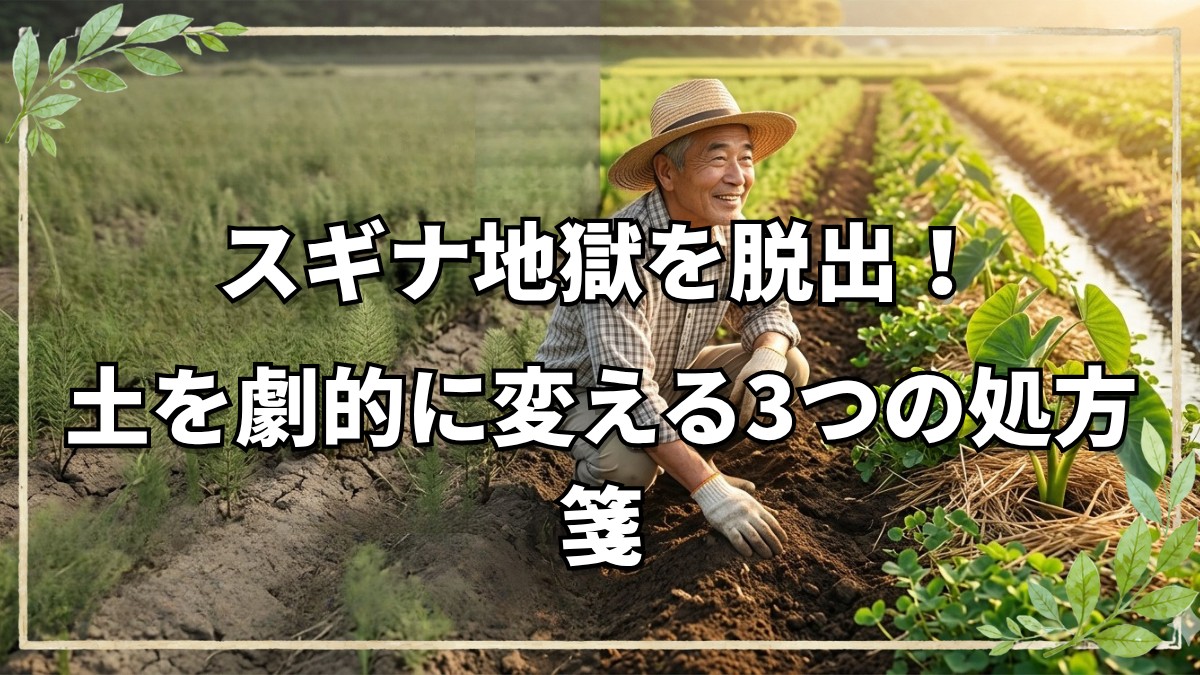 自然農20年でも「スギナ」が消えない理由とは？土のステージを上げる方法