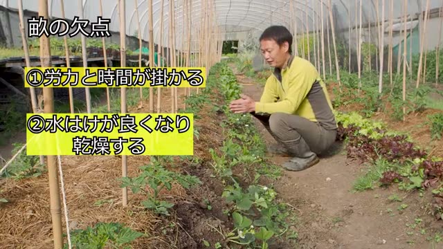 畝作りの欠点と適した野菜