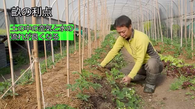 畝を作る利点:土中の循環と土質の改善