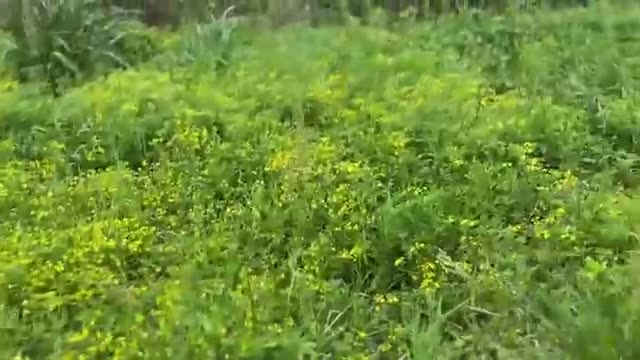 大雨で沼地化する段々畑と山からの流入水