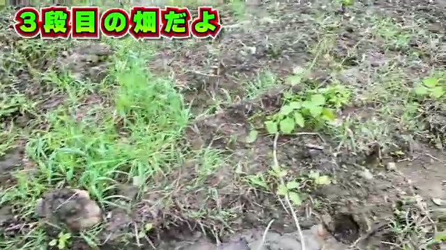 3. 先尖り鍬一本でできる、応急的な「水みち」づくり
