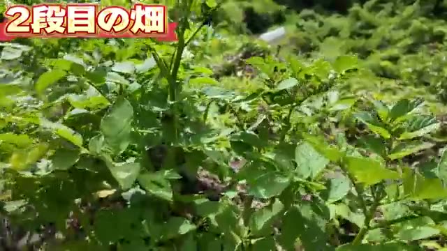 虫を敵としない姿勢:カメムシの増減から学ぶこと