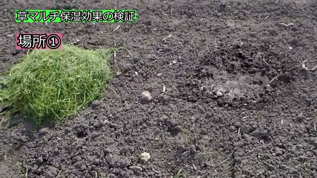 実地検証:草マルチの保湿力と雑草への影響