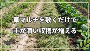 【自然栽培】草マルチで収穫量は増えるのか?効果の検証と役割のまとめ