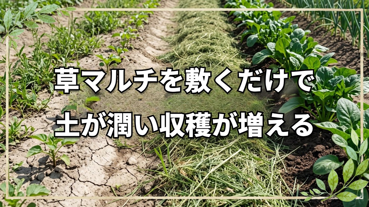 【自然栽培】草マルチで収穫量は増えるのか？効果の検証と役割のまとめ