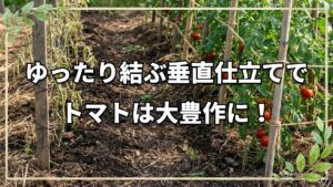 トマトの垂直仕立て実践手順とポイント|自然栽培での枝の誘引と管理