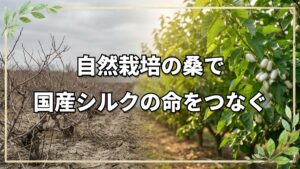 自然栽培の桑で国産シルクを守る挑戦