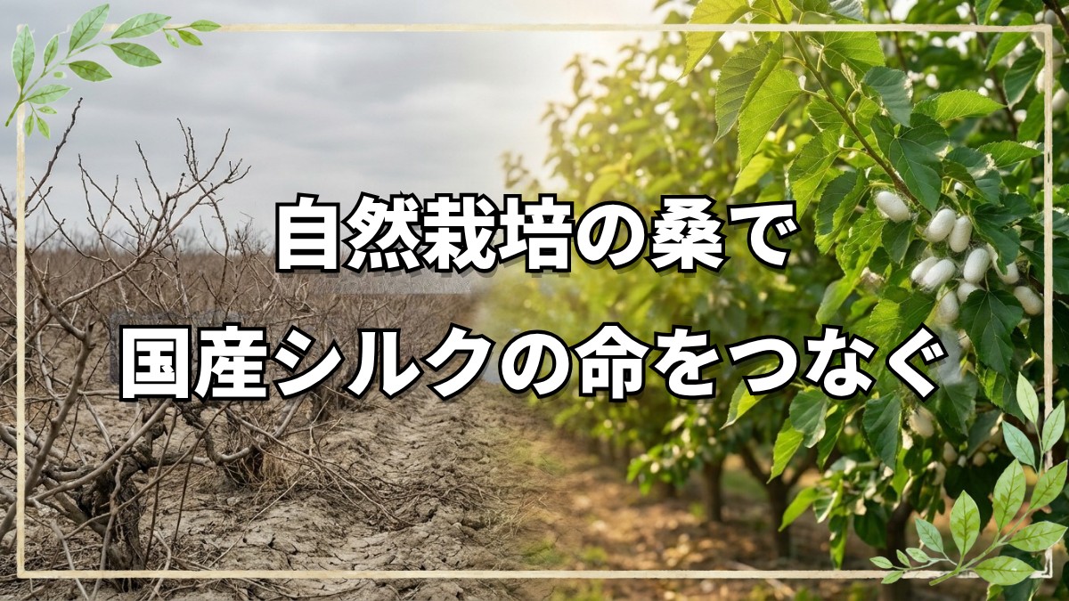 自然栽培の桑で国産シルクを守る挑戦