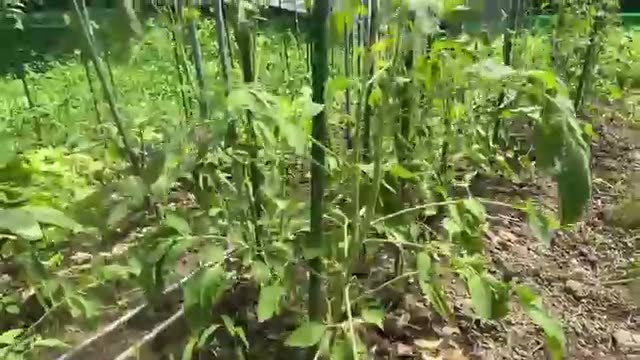 ハウス内における作物の生育状況