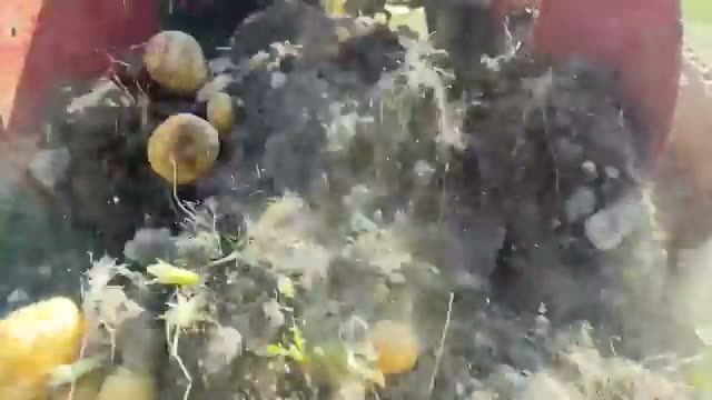 背景:適期を2か月逃したジャガイモの植え付け