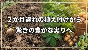 2か月遅れのジャガイモ栽培の結果