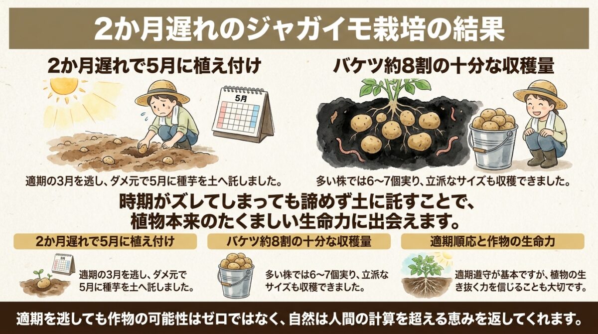 2か月遅れのジャガイモ栽培の結果