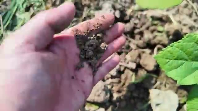2. 【検証】気温35℃の真夏、草マルチの有無でどう変わる?