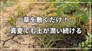 草マルチの驚くべき保水効果と注意点