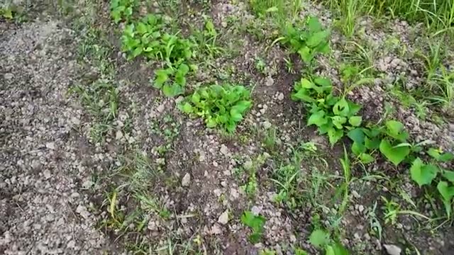 1. 虫食いからの劇的復活!苗と「土の浄化作用」の教訓