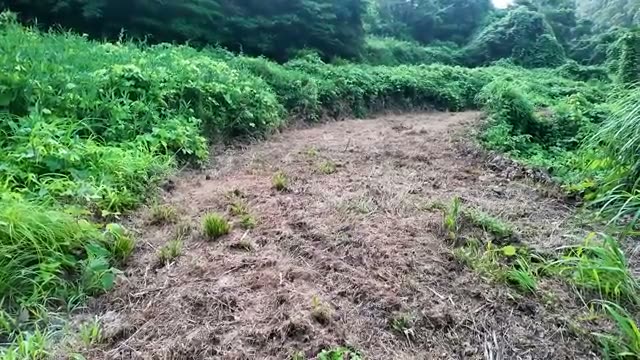 3. トラクターがなくても開墾できるか?現場のリアルな試行錯誤