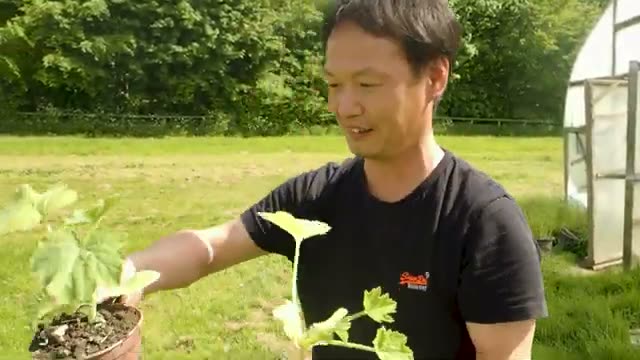 苗の状態に応じた管理と植え付け前の準備