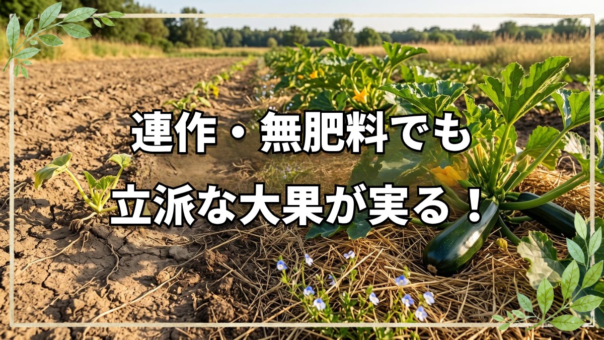 ズッキーニ自然栽培！連作と植え付けの極意