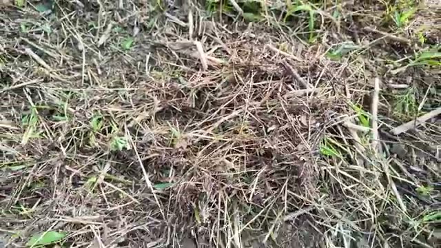 耕作放棄地を開墾する際の実践的な作業手順