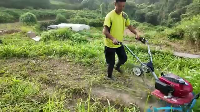 背丈の高い雑草(約60cm)に対する検証結果