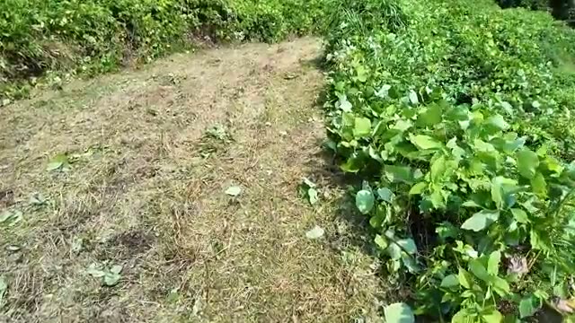 2. 草刈りと「雑草」への敬意