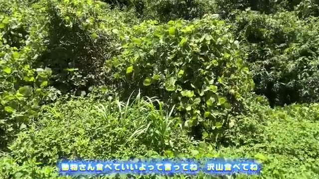 投げ入れたトウモロコシが元の場所へ戻ってきた現象