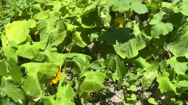 収穫後のトウモロコシを下の段へ投げ入れた経緯