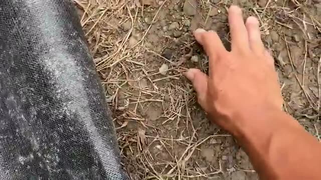 シートを敷いて雑草をリセットする手順と効果