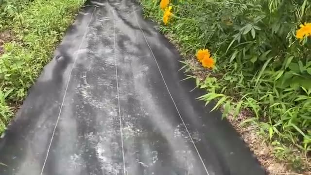草マルチとシートの比較