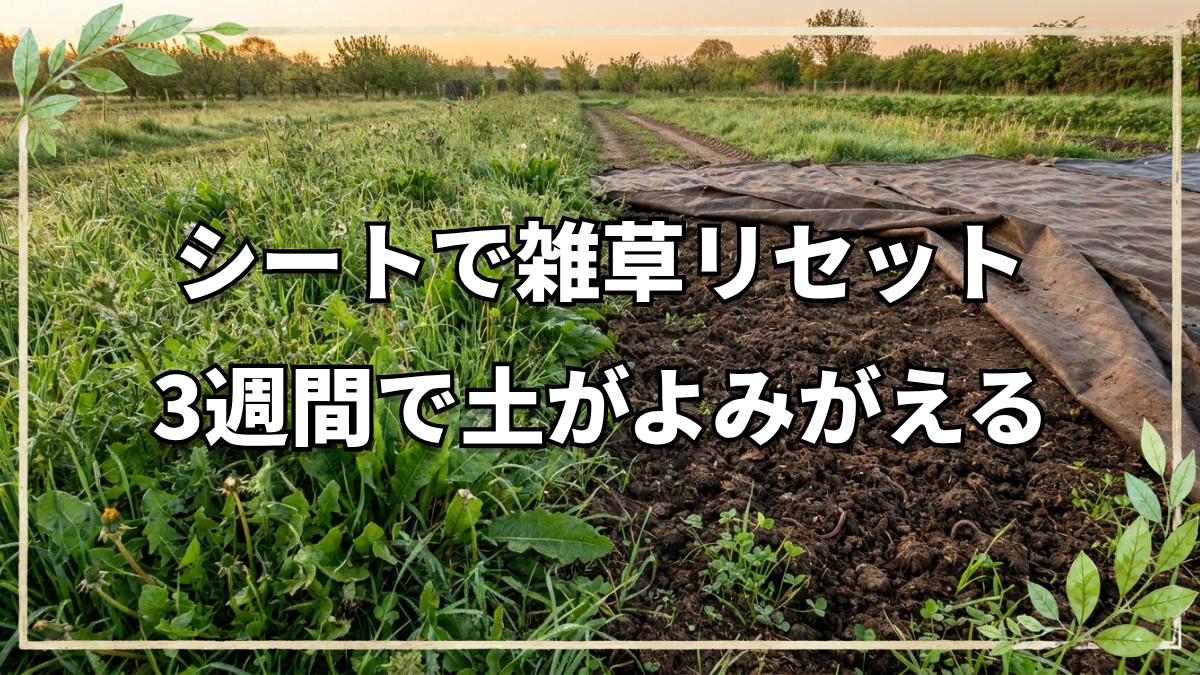 シートで雑草リセット！自然栽培の活用術