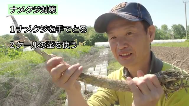 2. 濡らしたケールの茎をおとりに使う