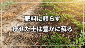 痩せた土を再生する自然栽培の知恵