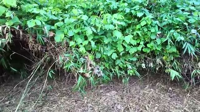 3〜4mの笹薮を粉砕する作業のコツ