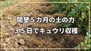 【自然栽培】開墾5カ月目のファームツアーと種まき35日で収穫できたキュウリの記録