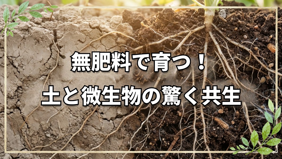 無肥料で野菜が育つ土と微生物の真実