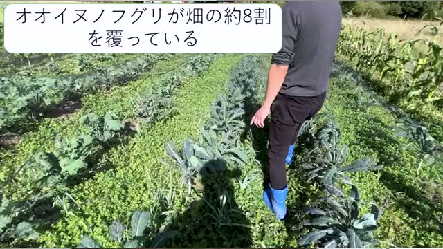 なぜ自然農法を続けると雑草が弱くなるのか?