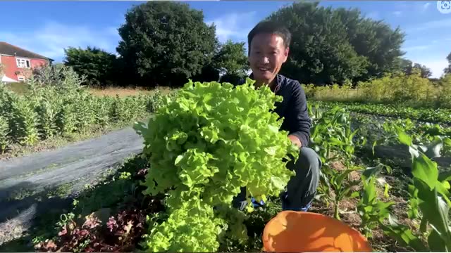 23年の実践で起きた変化:過酷な除草から「草取り不要」へ